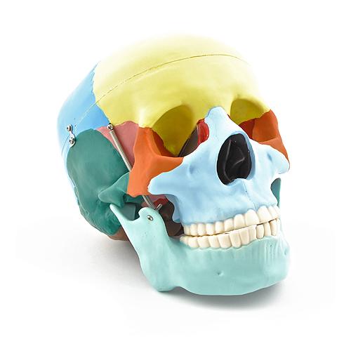 Schedelmodel voor medisch onderzoek
