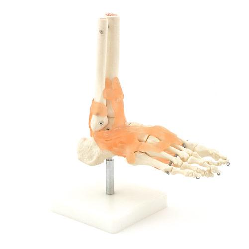 anatomisch voetmodel